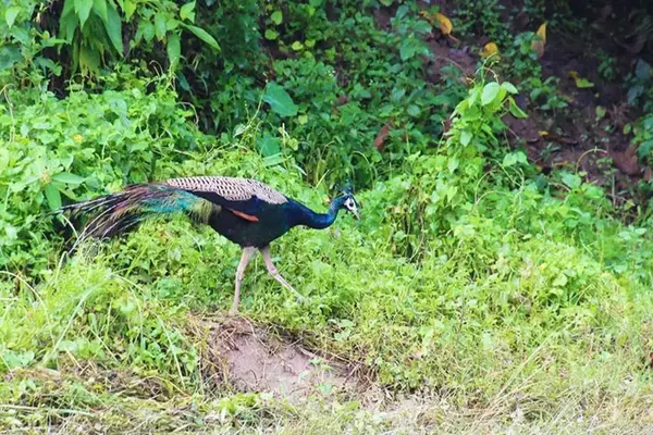 Bird in Chitwan