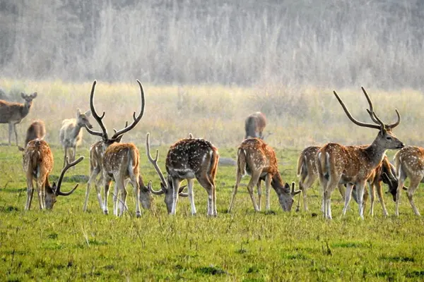 Kanchanpur