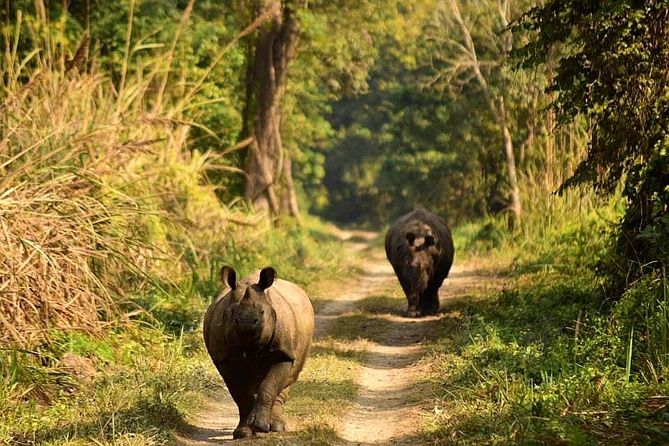チトワン国立公園の野生サイ