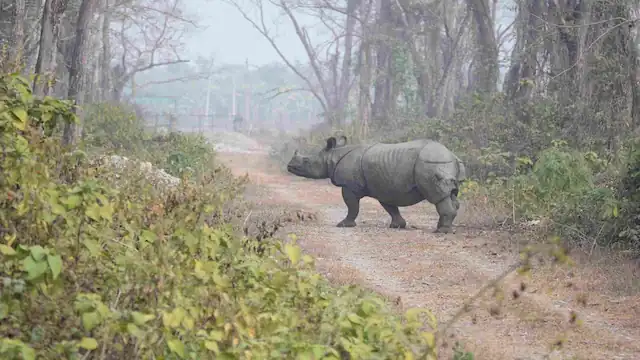 チトワン国立公園で見られるサイ