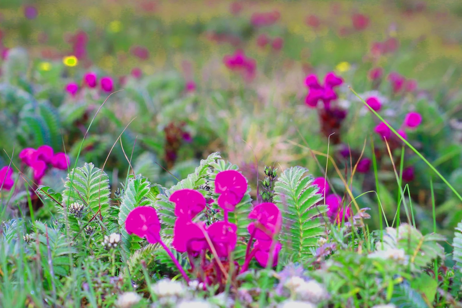 Spring in Nepal with blooming rhododendrons