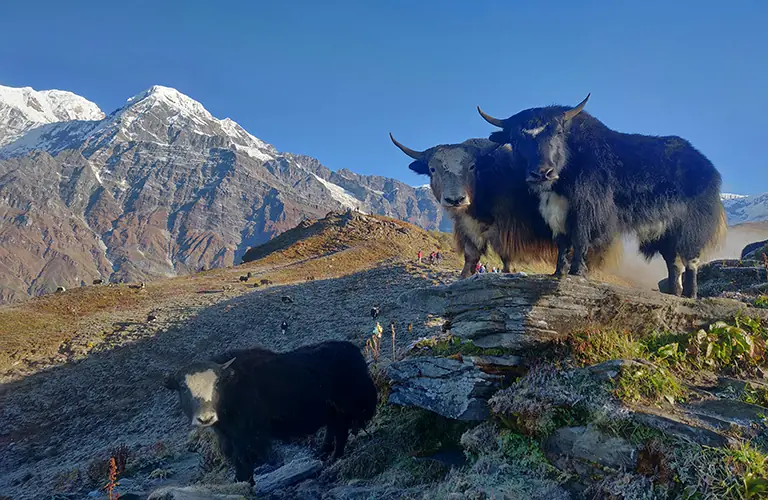 Himalayan mountains and a trekking trail in Nepal