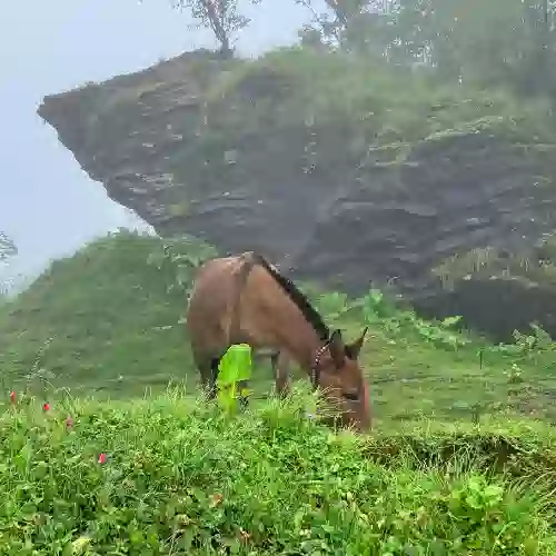 A horse grazing in the mist beside a rock on the Mardi trail