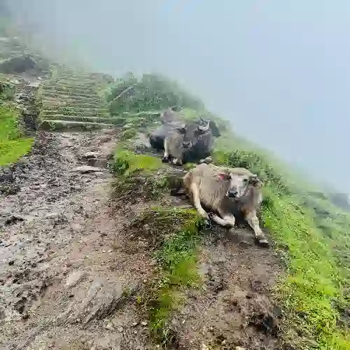 Water buffalo resting on a muddy stone stair trail